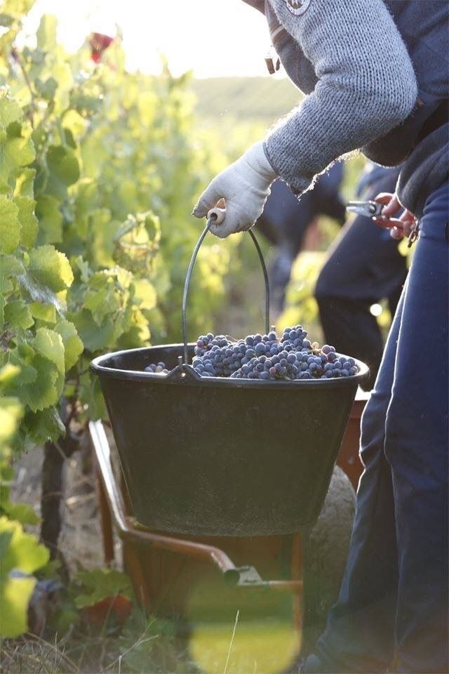 Recolecta uvas