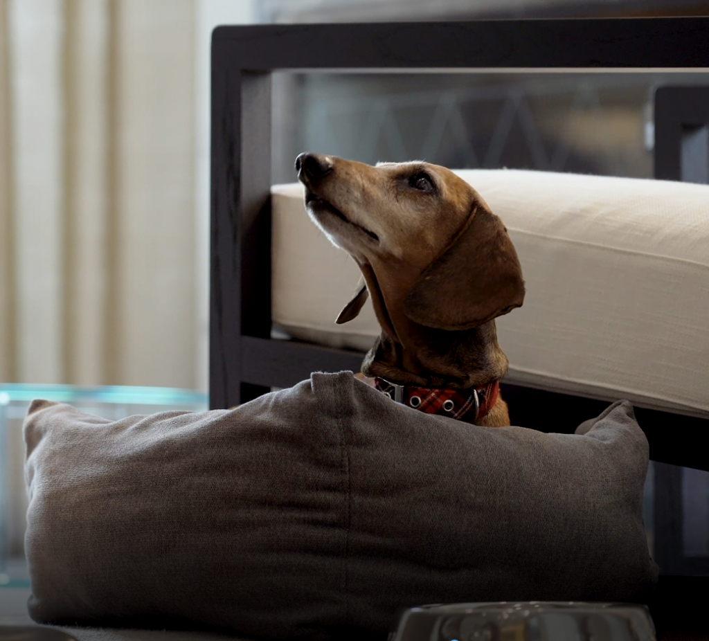 Selecci&oacute;n de hoteles pet friendly para escapada puente de la Hispanidad