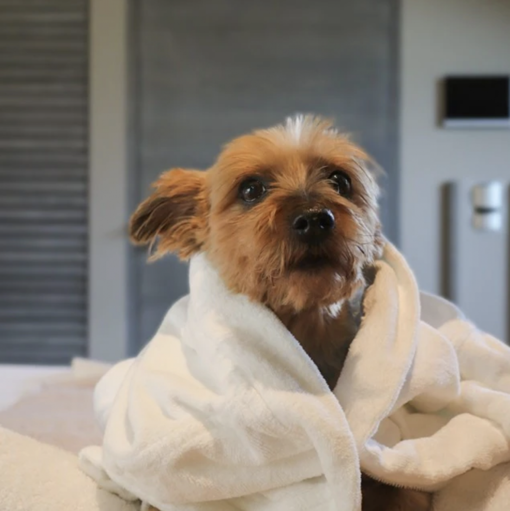 Hoteles para perros d&iacute;a de la Hispanidad