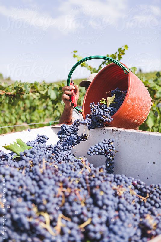 Recolecta de uvas