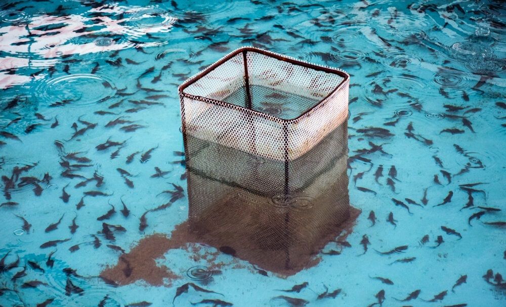 Pesca Caviar, Pesca pez esturión