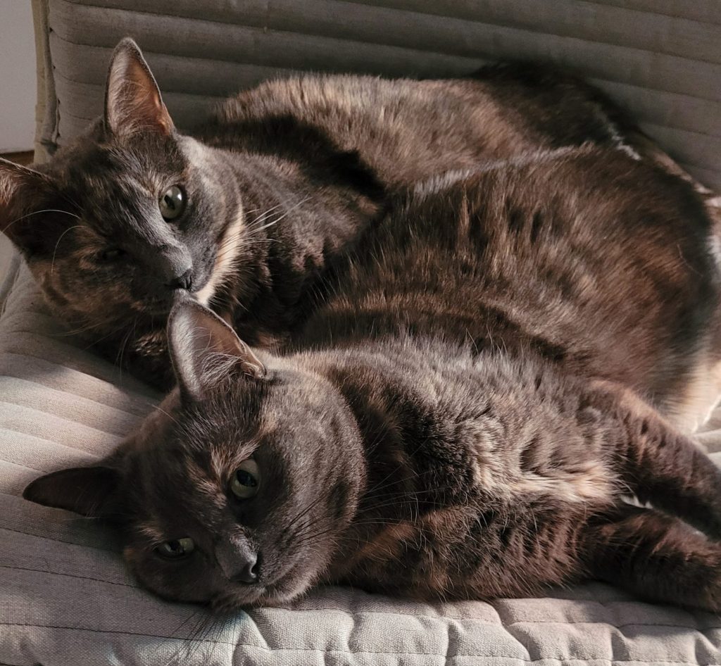 N&eacute;bula y Gamora, dos ideas de nombre para gatitas