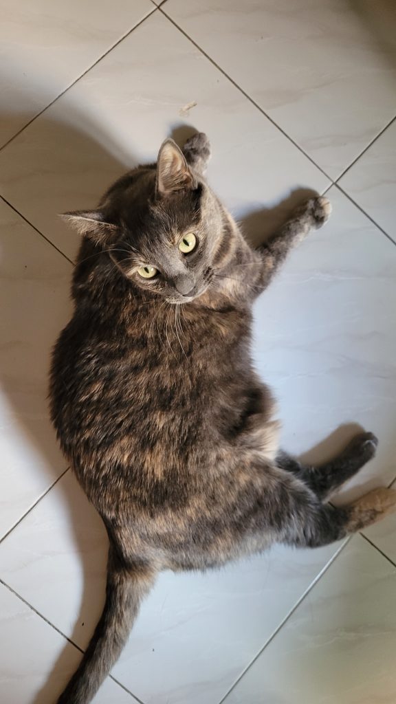 N&eacute;bula, otra de las ideas de nombras de perros y gatos que te damos