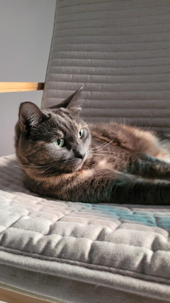 ideas para llamar a tu gato