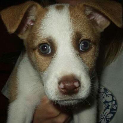 Tobby, una buena idea de nombre para llamar a tu perro