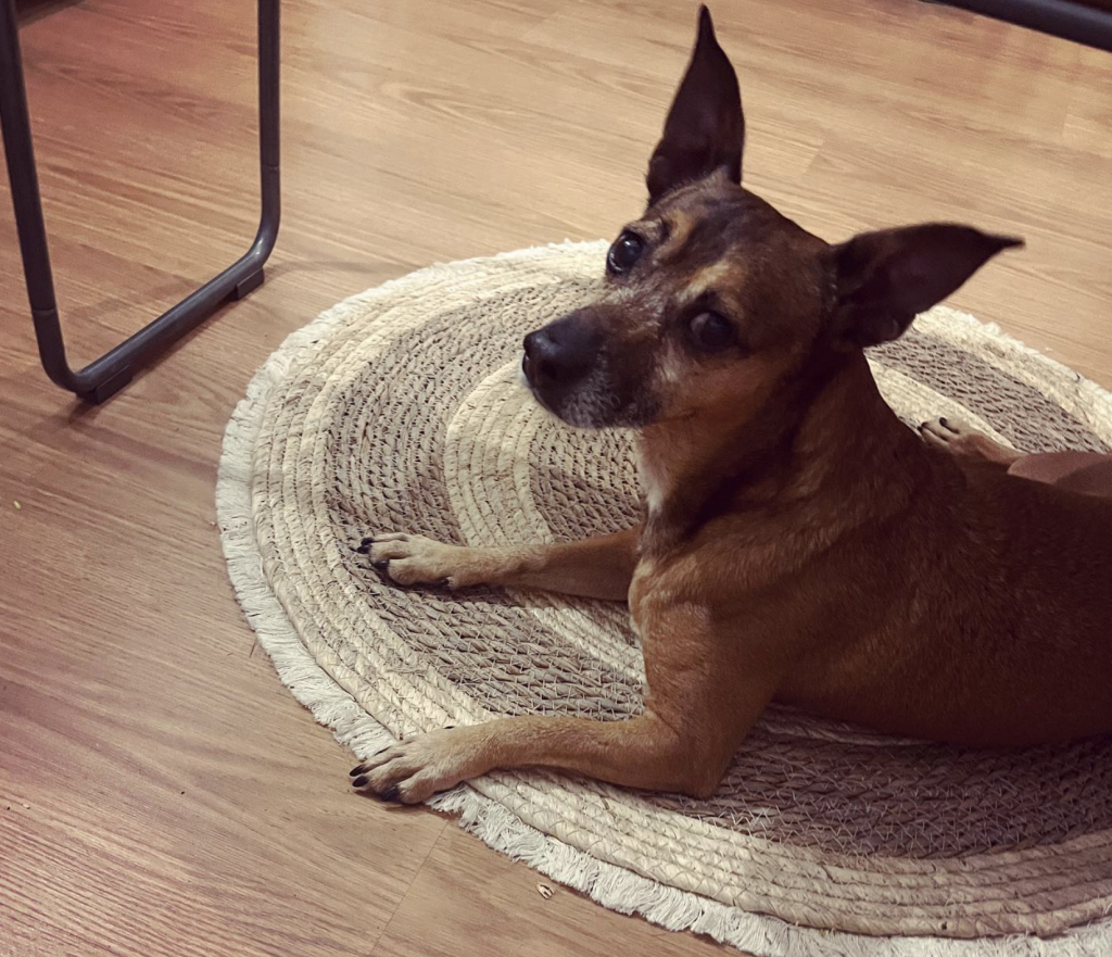 Toto, un nombre cin&eacute;filo para un perrito