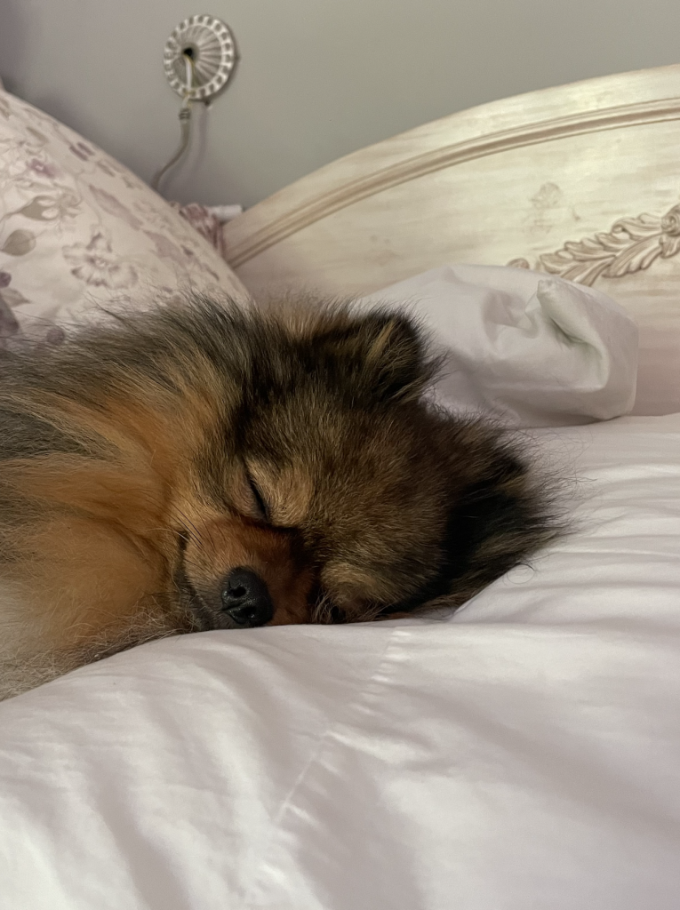 Una perrito durmiendo