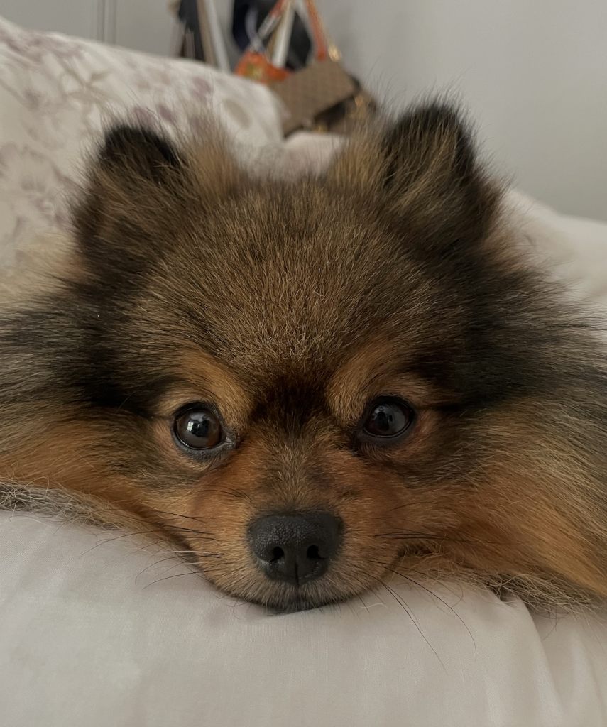 Lobo, un pomerania con un nombre simp&aacute;tico