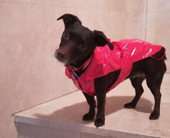 Vera, una idea de nombre para una perrita