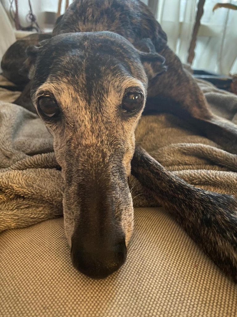 Una perrito Galgo