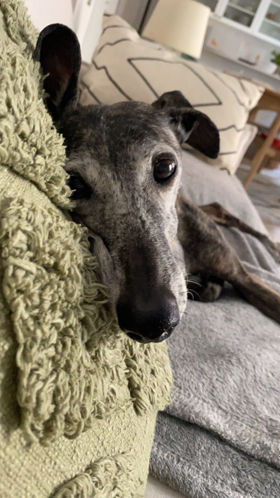 Martina, una perrita galga adoptada