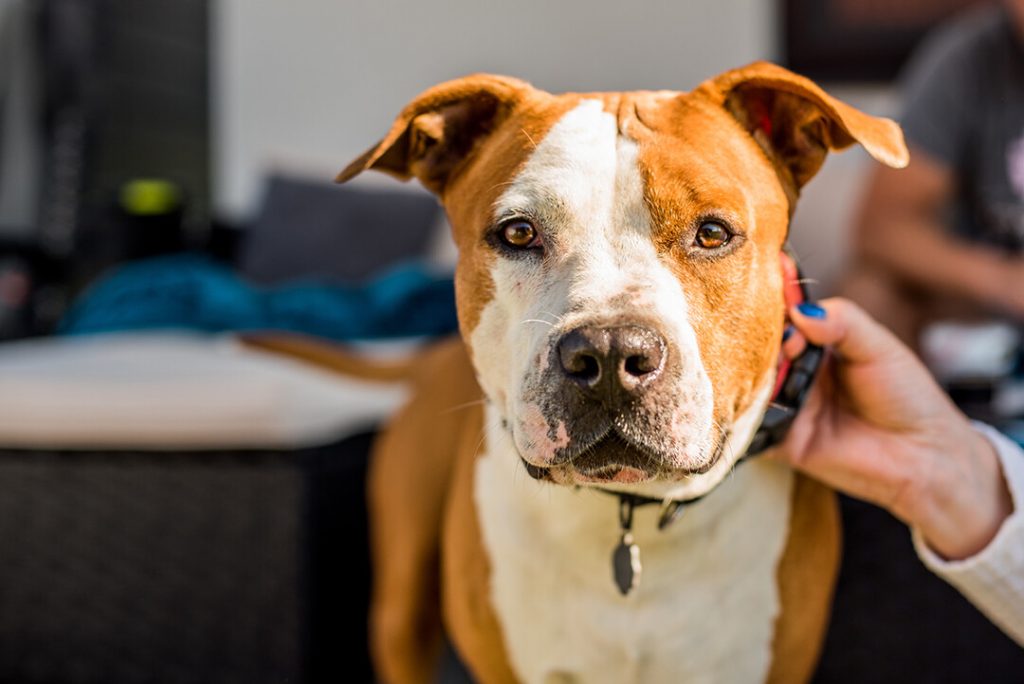 El American Staffordshire, en la ley de perros peligrosos