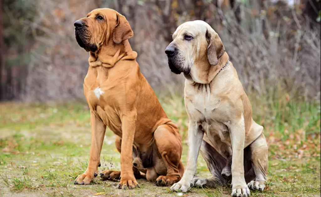 perros Fila Brasileiro