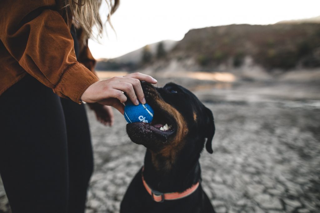 Perros que entran en la LEY de perros peligrosos