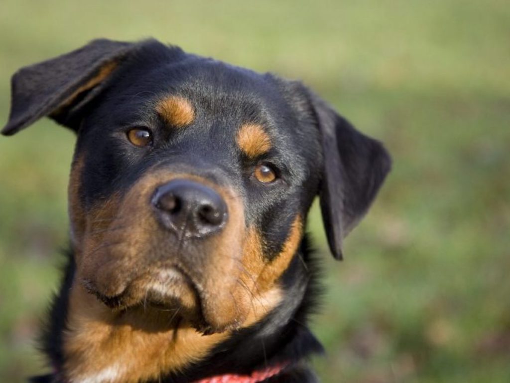 Rottweiler