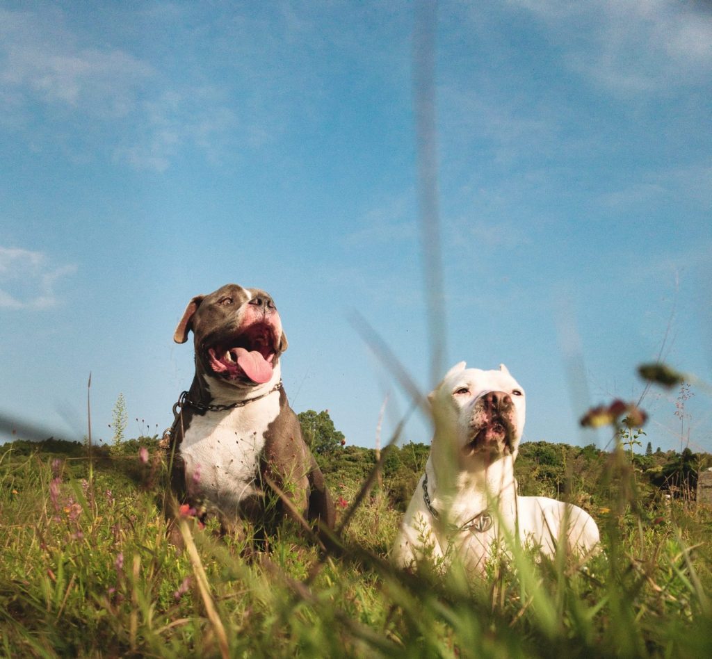 Todo sobre la ley de perros peligrosos