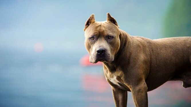 El Pitbul, entre las razas de perros peligrosos