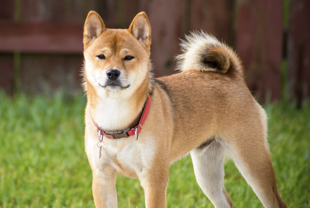 Raza Akita Inu
