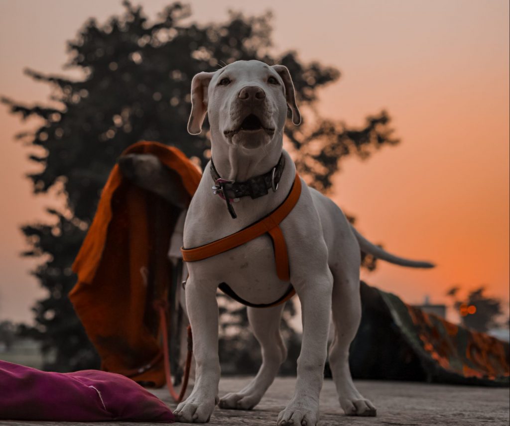 ¿Qué establece la ley de perros peligrosos?