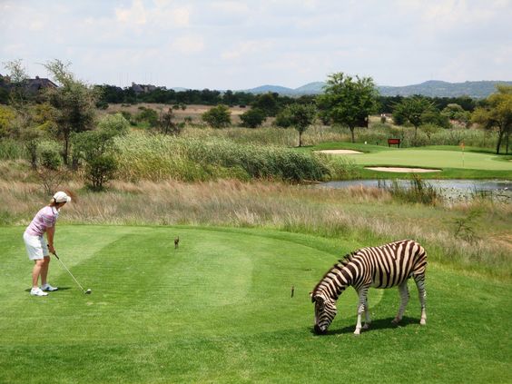 Safari