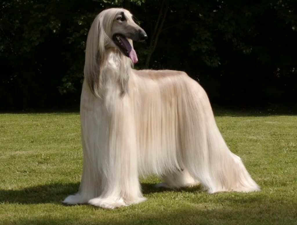Perro galgo afagano, una de las razas de perro más elegantes