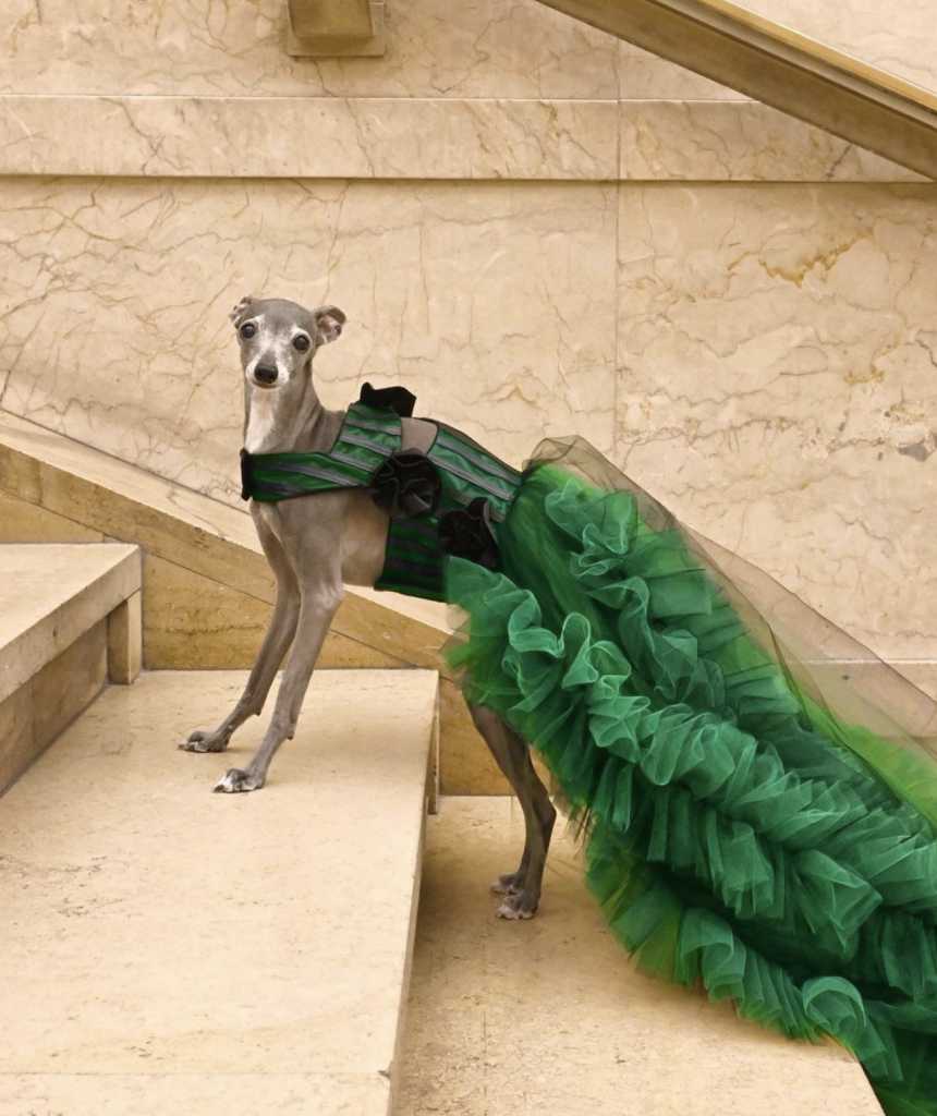 El perro galga italiano viral Tika the Iggy