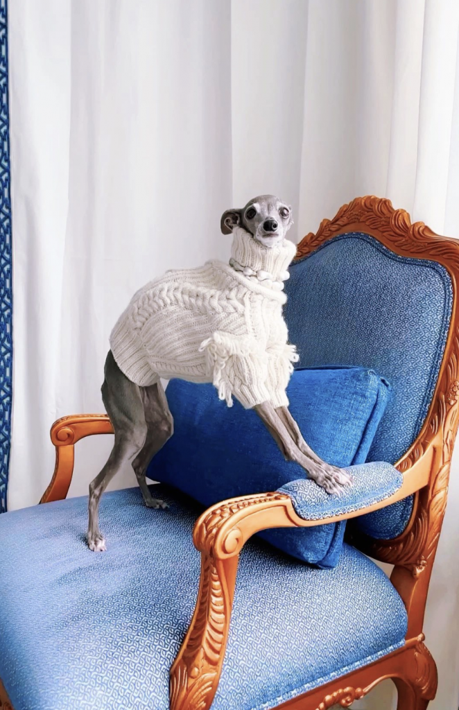 El galgo italiano, una raza de perro COOL