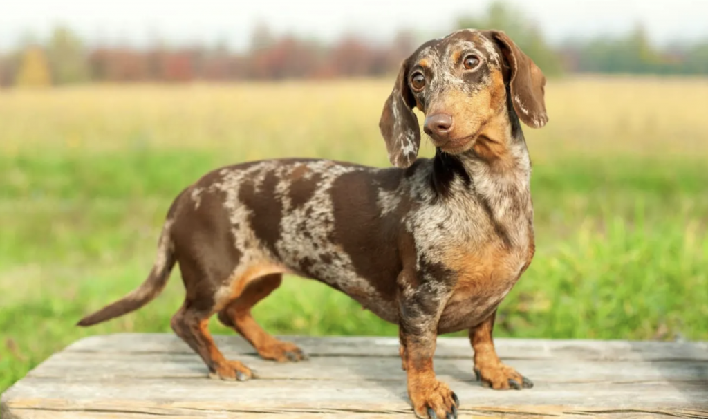 El Teckel, de las razas de perro más chic