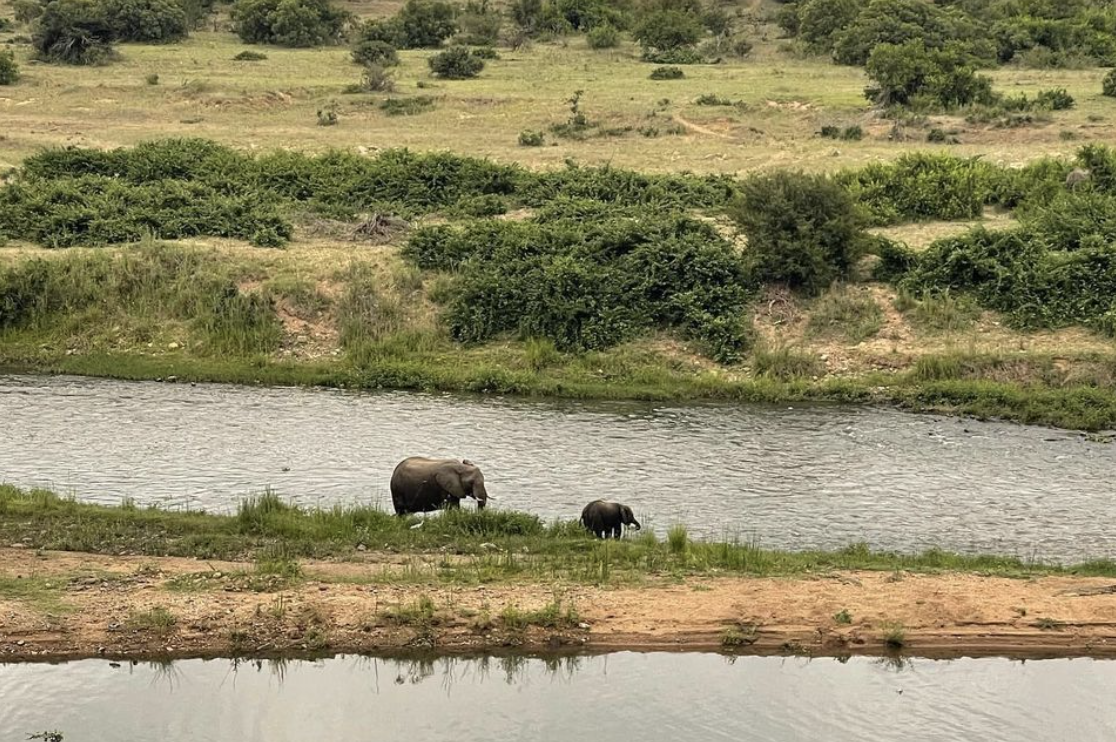 Safari