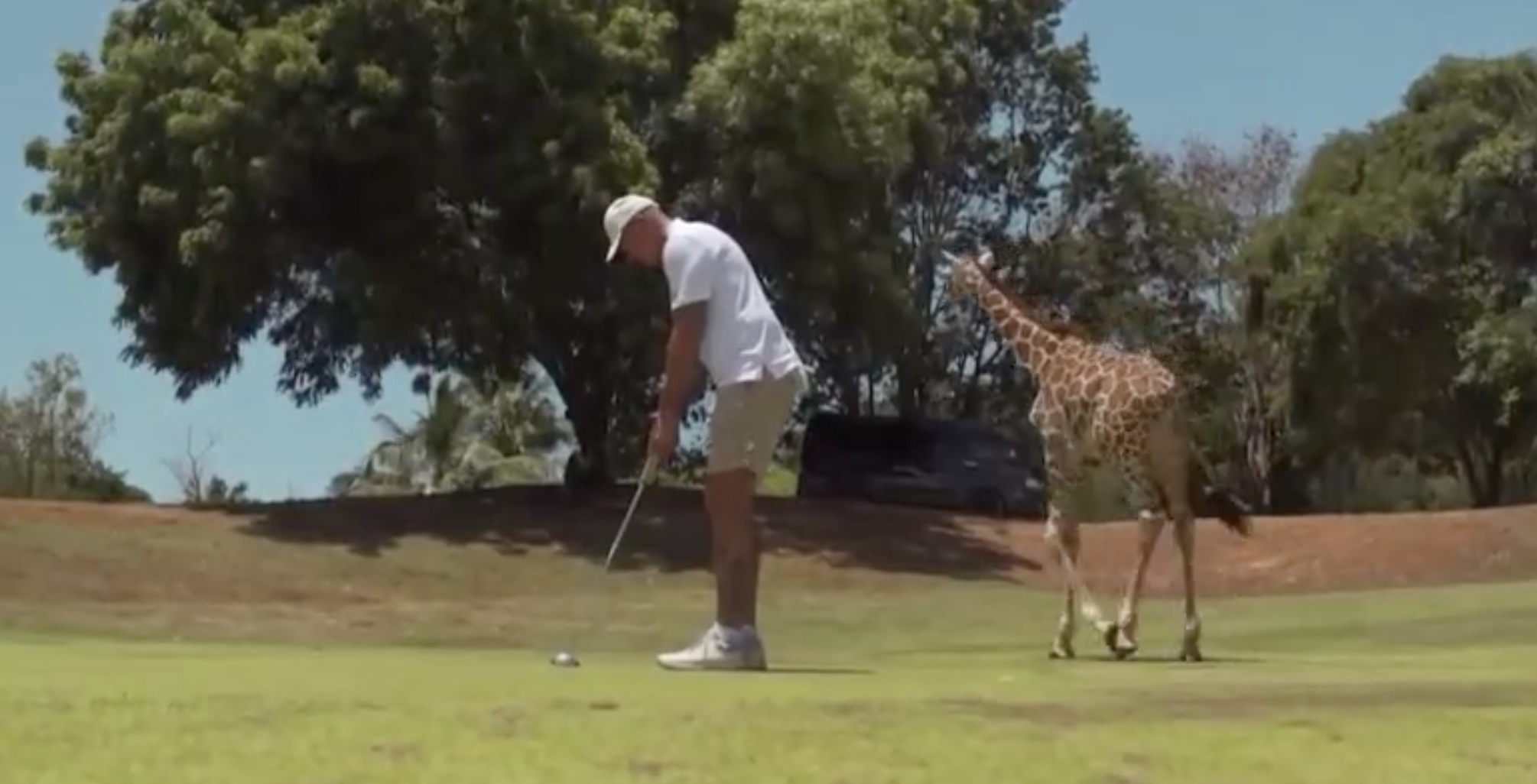 Safari golf