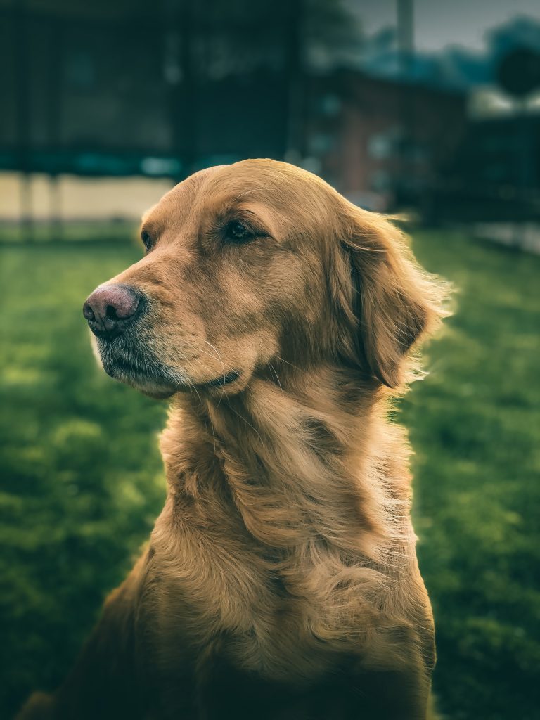 Las mejores razas de perro para niños