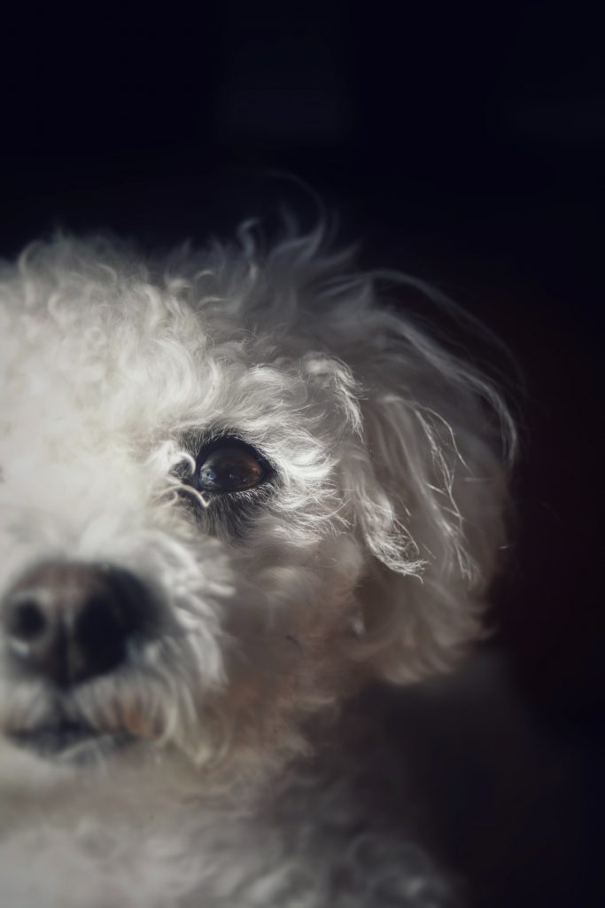 El bichón maltés, una de las mejores razas de perro para niños