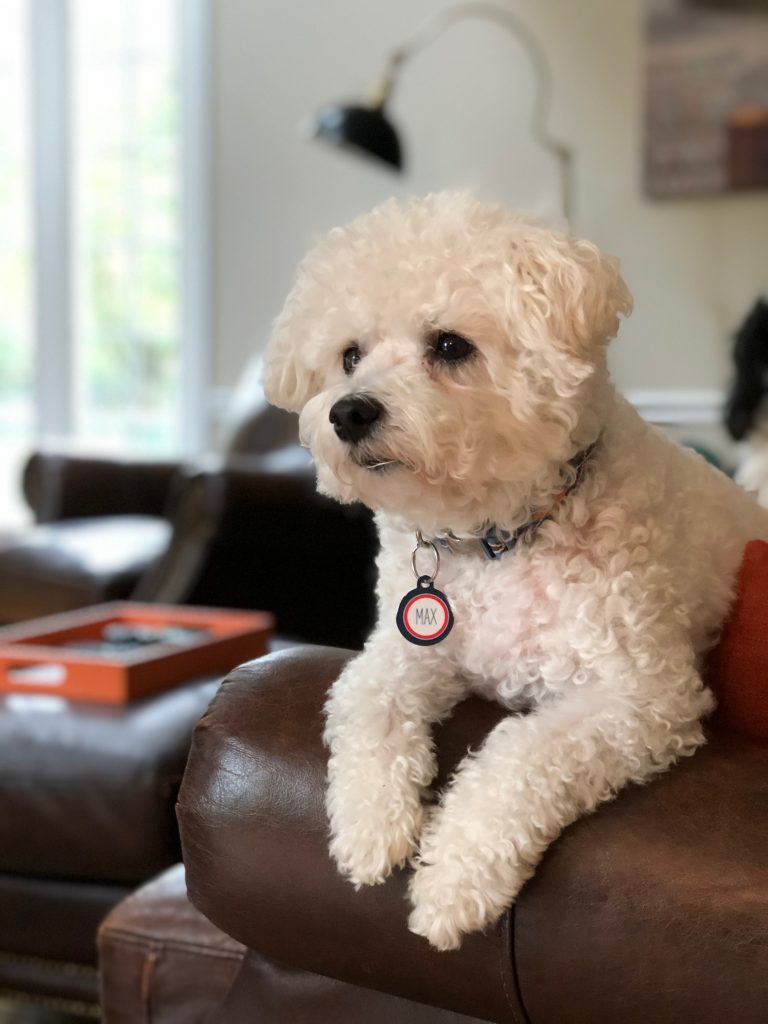 Bichón maltés