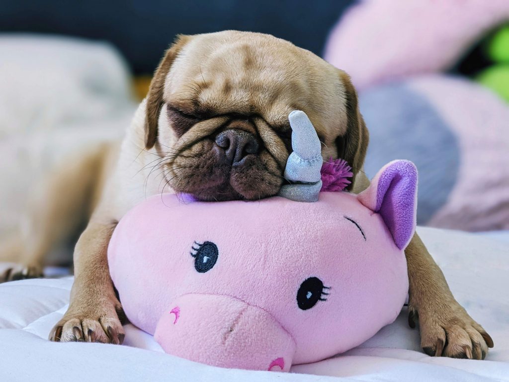 Un perro de raza pug abrazado a su peluche, una se las mejores razas para tener con niños