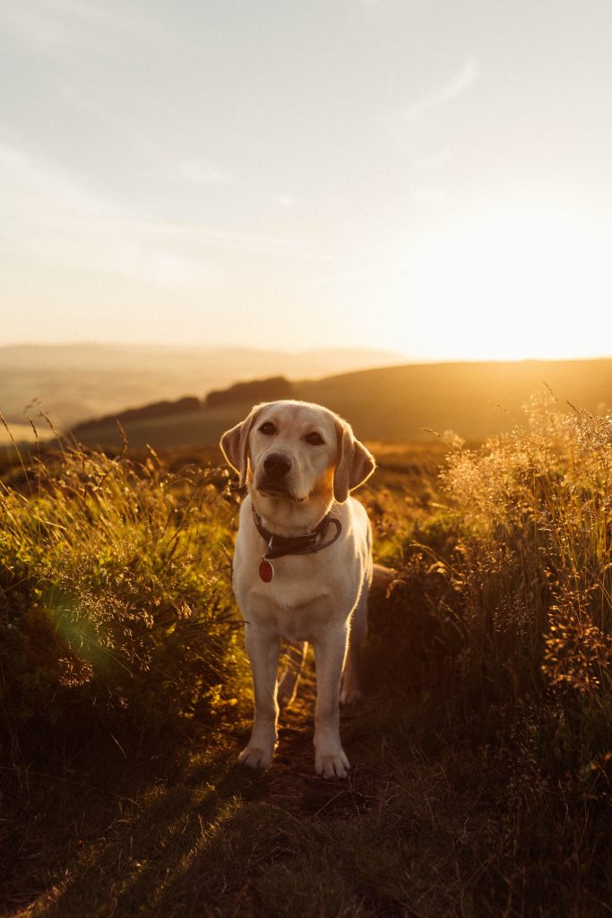Perros para tener con niños