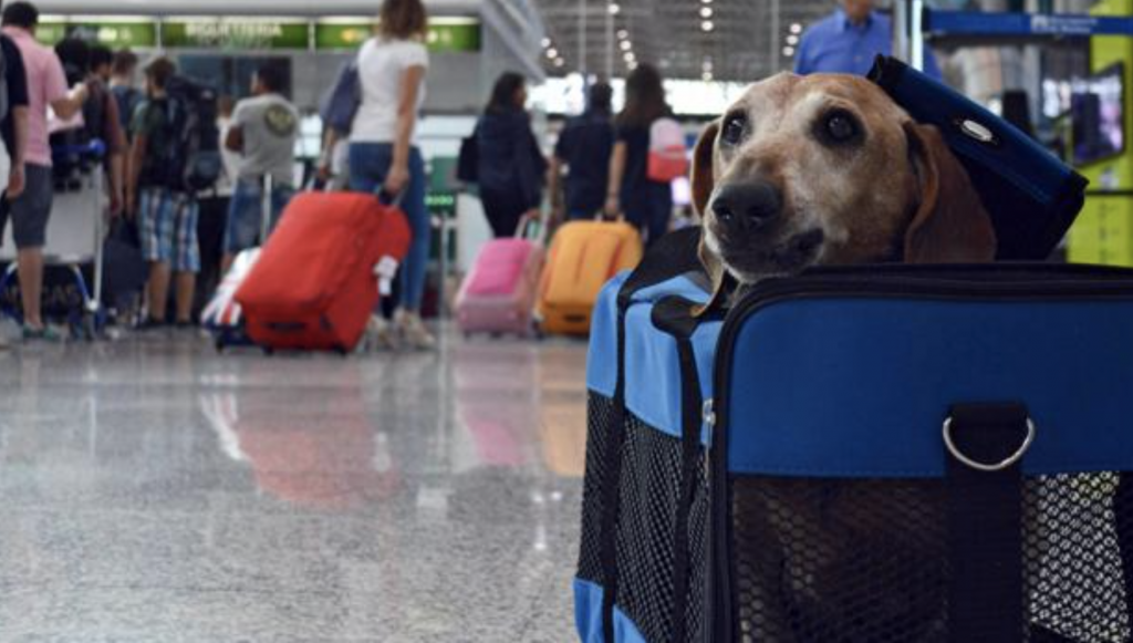 Un perro en un transportin en un aeropuerto