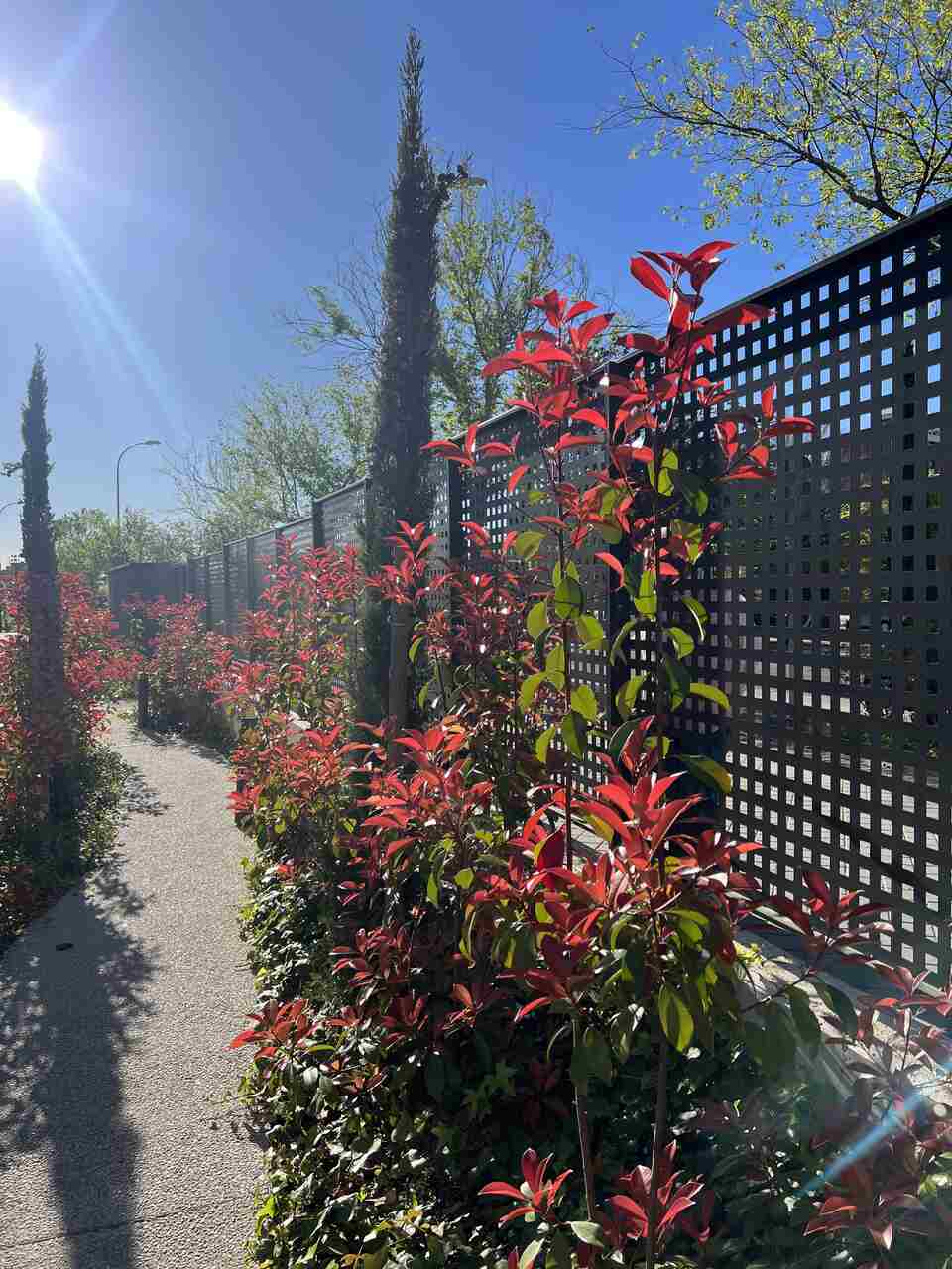 liquidambar