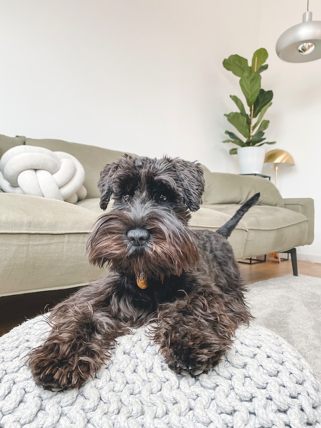 Perro Schnauzer
