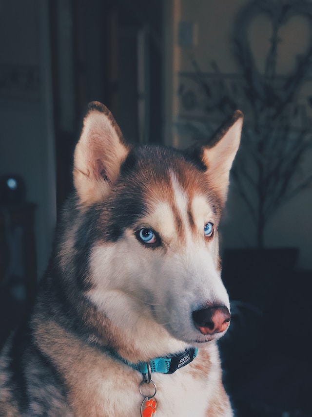 Descubrimos los beneficios del col&aacute;geno para los perros