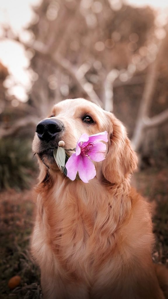 Todo lo que debes saber sobre el co&aacute;geno para perros