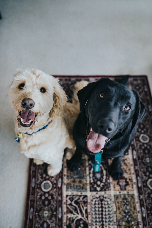 Col&aacute;geno para perros