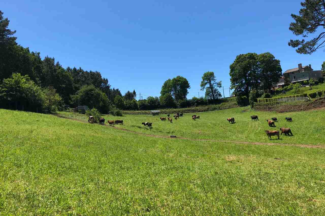 carne de vaca