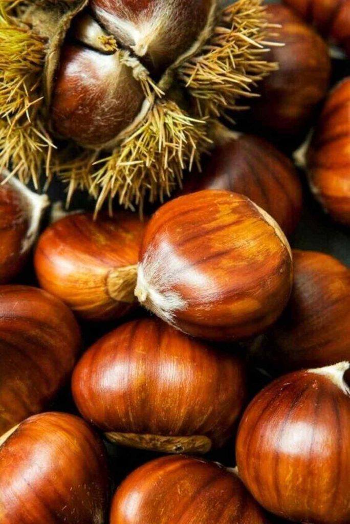 castañas fruto