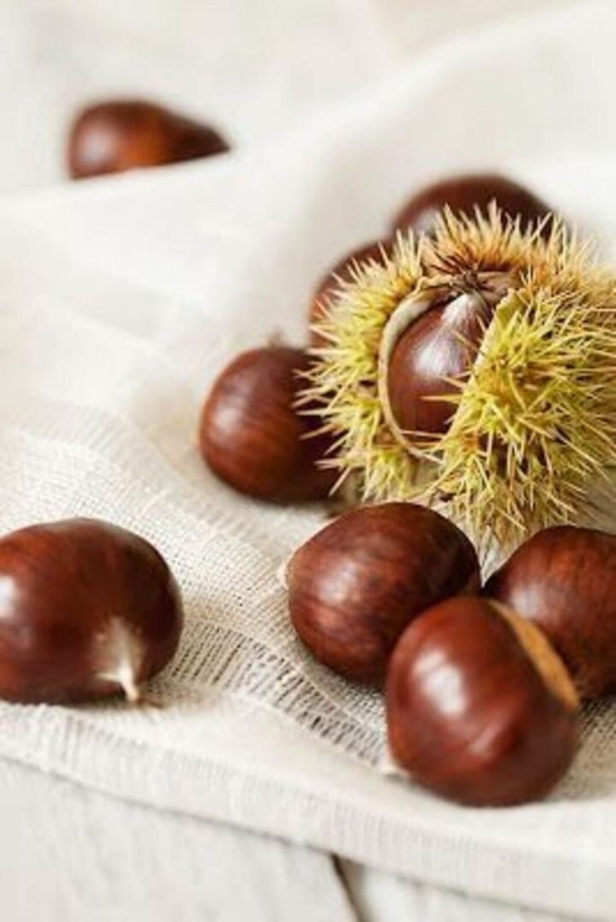 Castaña, fruto