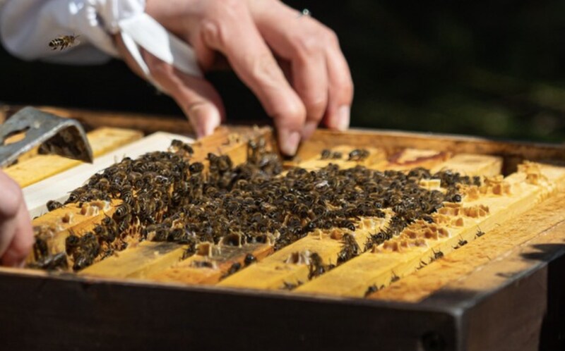 Turr&oacute;n