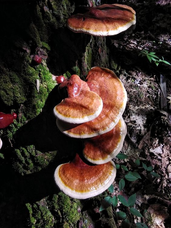 Reishi