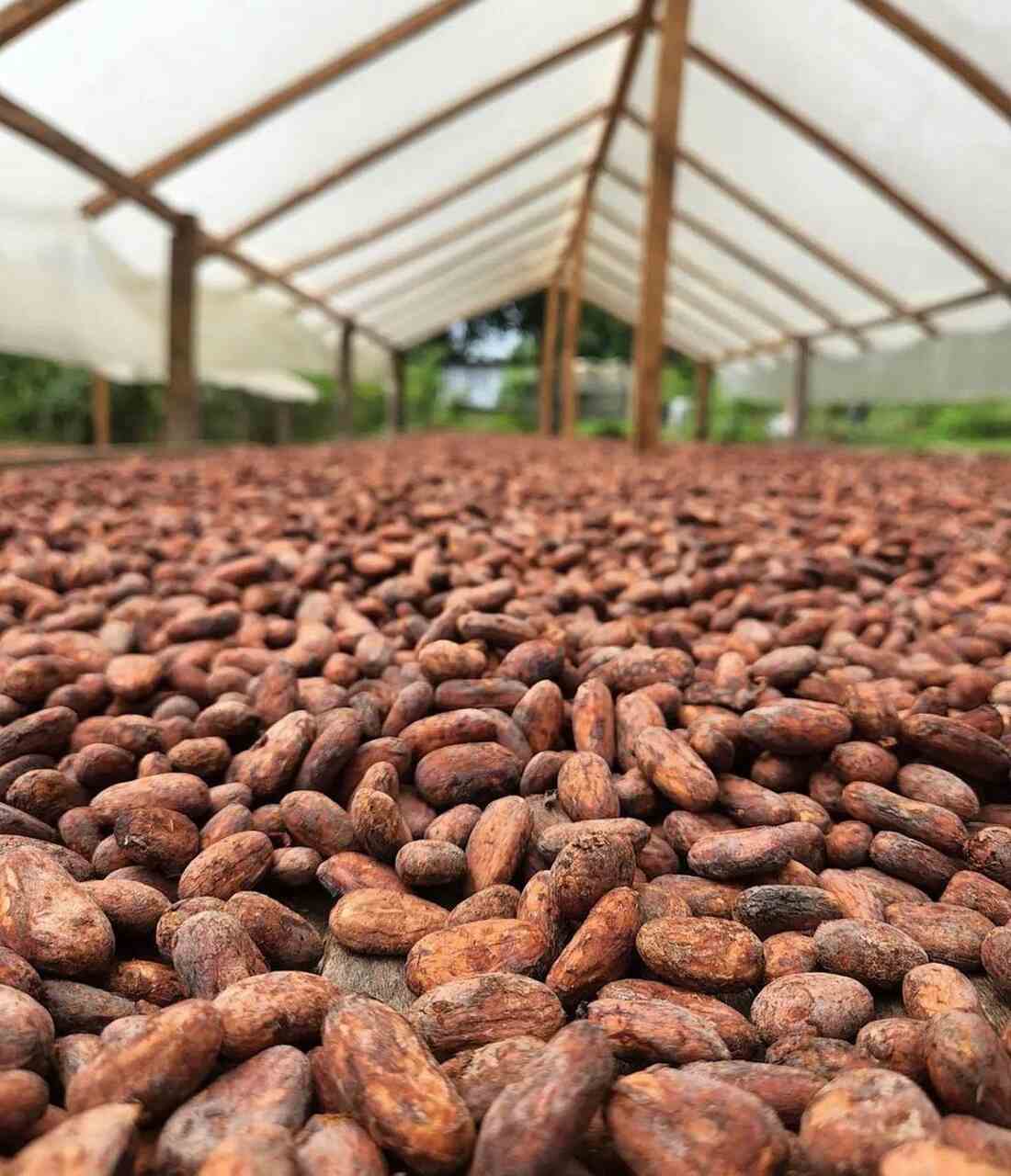 chocolate nuez