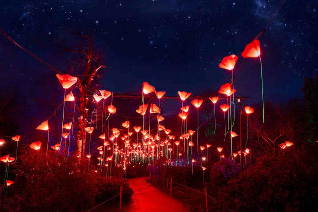 Luces, Jard&iacute;n bot&aacute;nico, Brooklyn