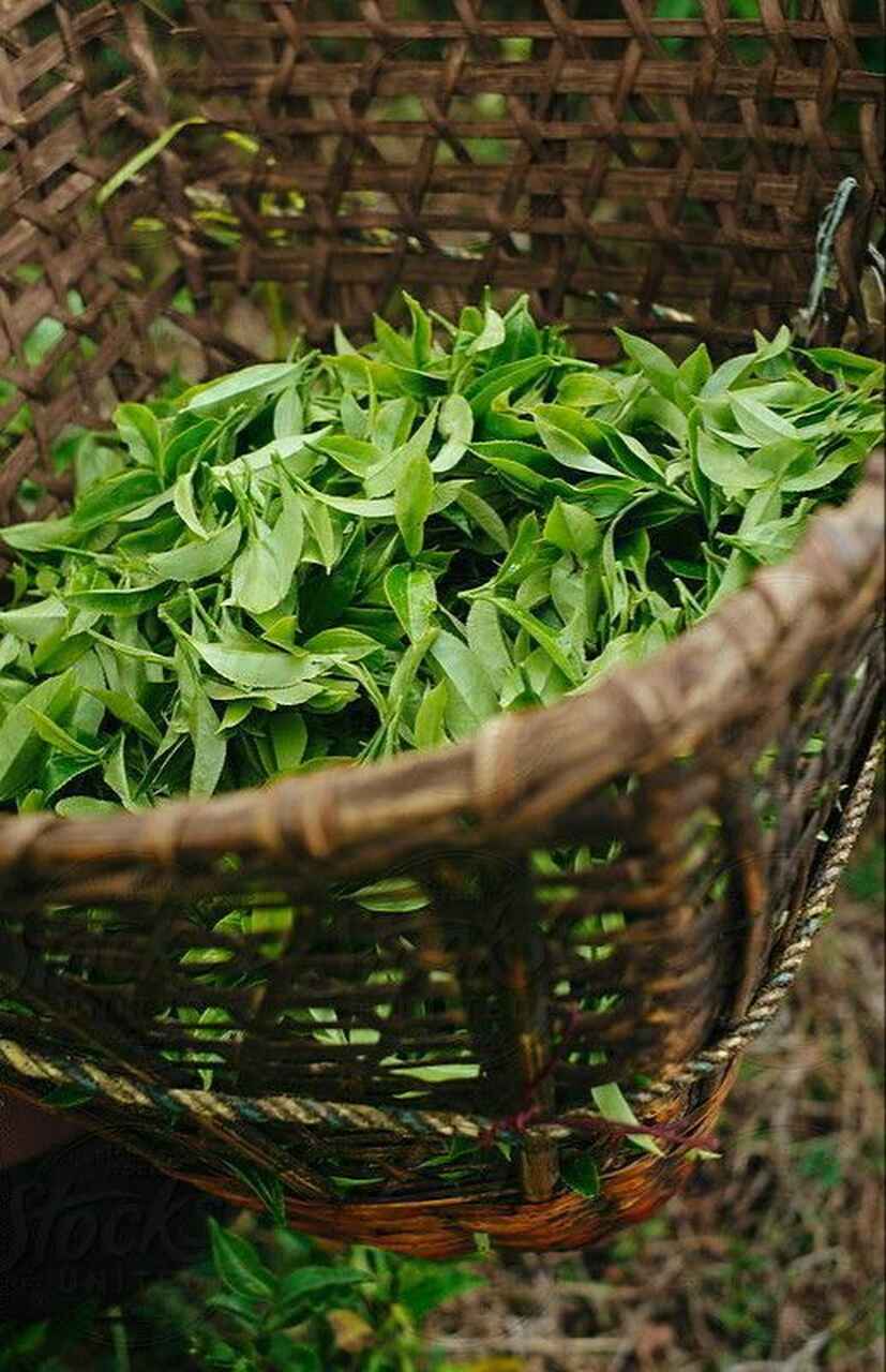 Té verde, infusión, piel