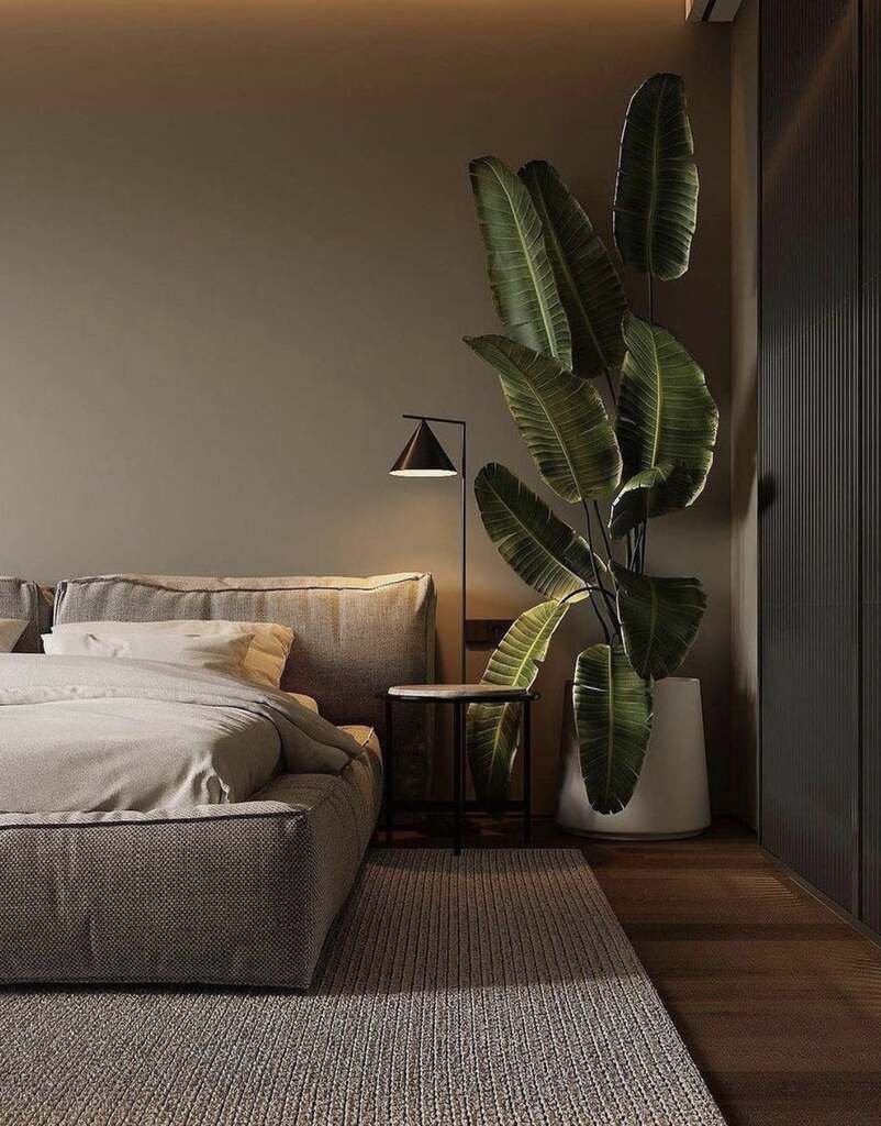 Plantas interior